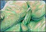 Erotic comics
