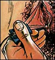 Erotic comics