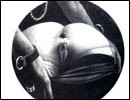Free cruel sex toons