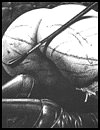 Free sadistic xxx drawings and extreme porn pictures gallery