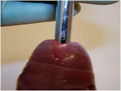 #3 Urethral Play Sample