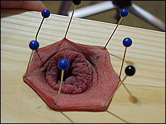 #4 Urethral Play Sample