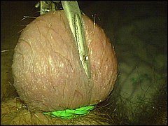 #3 Urethral Play Sample