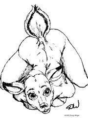 furry