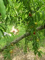 outdoor gf porn