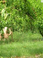 gf outdoor porn