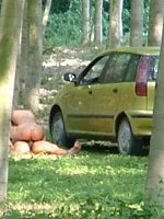 outdoor gf sex