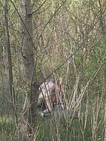 outdoor sex